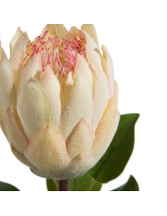 KWIAT NATU 358 66 CM KREMOWY 2