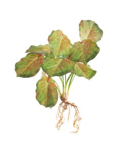 KWIAT NATU 287 45 CM ZIELONY