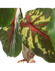 KWIAT NATU 287 45 CM CIEMNOZIELONY 2